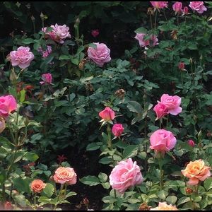 Meet your Posher, Anne